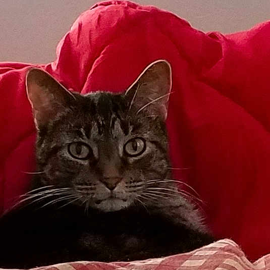 Littlebit