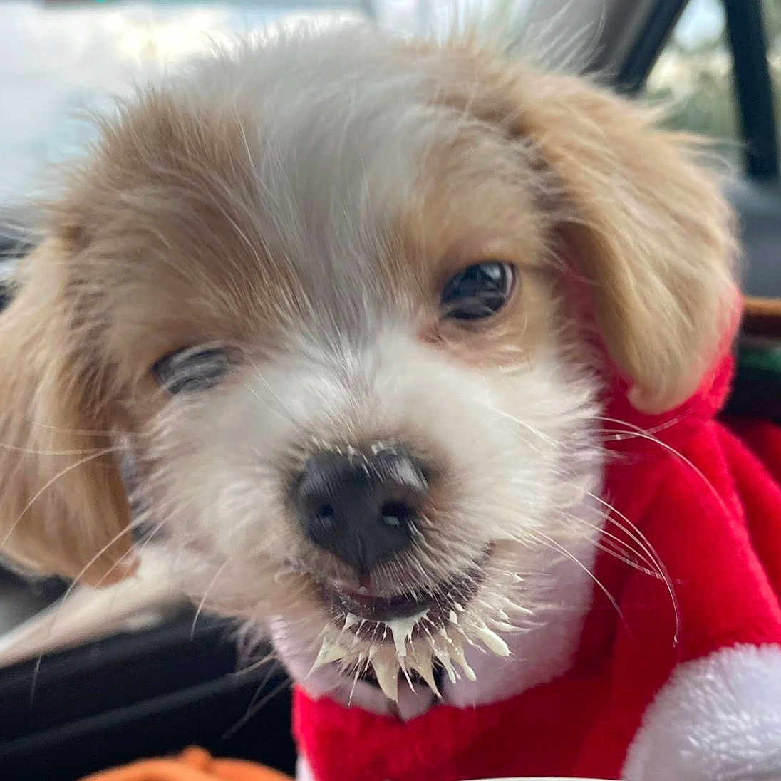 Hiccup joined the competition — help win amazing prizes! adorable, animal, candid, car_interior, close_up, cute, dog, ears, face, fur, indoor, messy, mouth, nose, pet, playful, puppy, red_outfit, whiskers, young