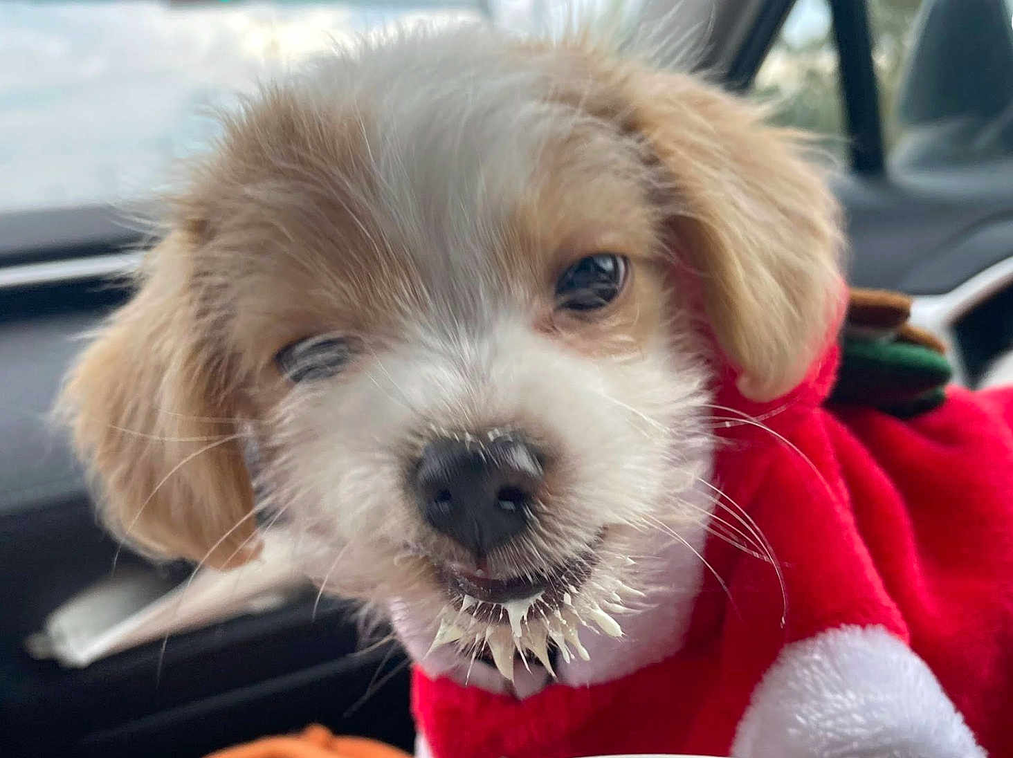 Hiccup joined the competition — help win amazing prizes! puppy, dog, close_up, red_outfit, messy, mouth, car_interior, cute, animal, pet, fur, whiskers, nose, ears, face, young, indoor, candid, adorable, playful
