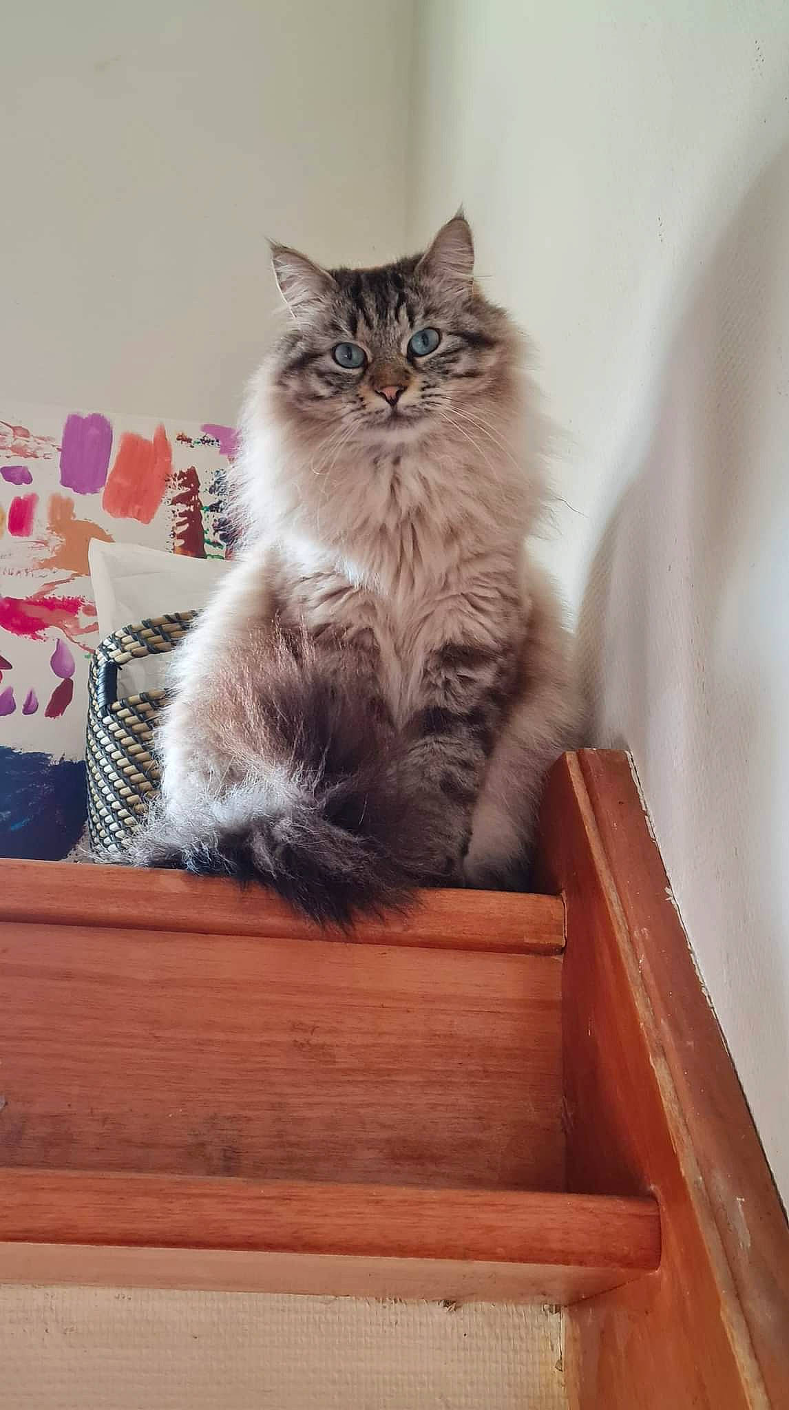 Dyson a rejoint le concours — aidez-le/la à gagner de superbes lots ! british_longhair, carnivore, cat, fawn, felidae, flooring, fur, hardwood, laminate_flooring, sitting, small_to_medium_sized_cats, snout, stairs, tail, terrestrial_animal, whiskers, window, wood, wood_flooring, wood_stain