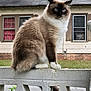 cat, fluffy, blue_eyes, fence, concrete, house, windows, curtains, fan, grass, outdoor, pet, animal, sitting, suburban, daylight, fur, mammal, domestic_animal, portrait
