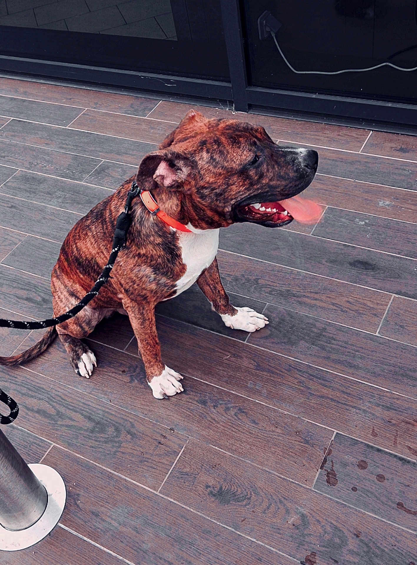 Nino participe au concours pour gagner de l'argent avec cette photo : accessories, animal, boxer, bulldog, canine, dog, flagstone, frenchbulldog, hardwood, hound, indoors, interiordesign, labradorretriever, leash, path, pet, pitbull, strap, walkway, wood