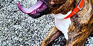 Nino participe au concours pour gagner de l'argent avec cette photo : animal, ball, bodypart, boxer, bulldog, canine, dog, football, hardwood, hound, mouth, pebble, person, pet, pitbull, puppy, rock, stainedwood, teeth, wood