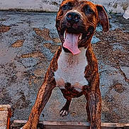 Nino participe au concours pour gagner de l'argent avec cette photo : animal, bench, bodypart, boxer, bulldog, canine, corrosion, dog, hardwood, hound, mouth, person, pet, pitbull, pointer, puppy, rust, snout, stainedwood, wood