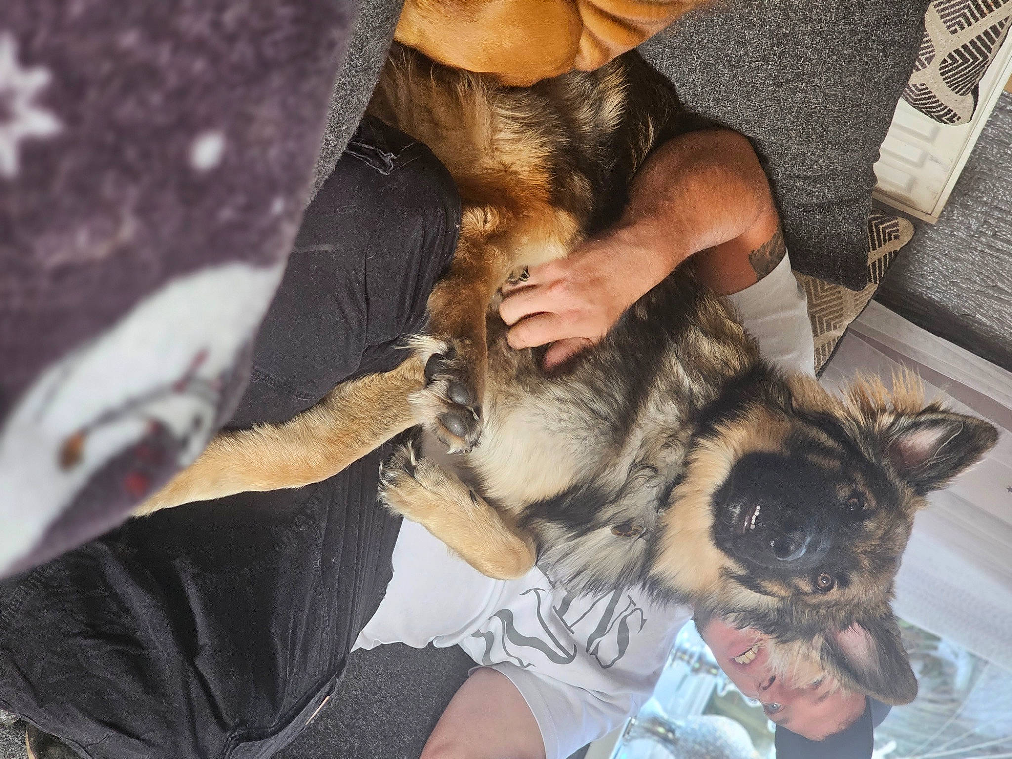 Max joined the competition — help win amazing prizes! bat, canidae, carnivore, comfort, companion_dog, dog, dog_breed, fawn, fur, hat, human_leg, paw, puppy, sitting, snout, sporting_group, toy_dog