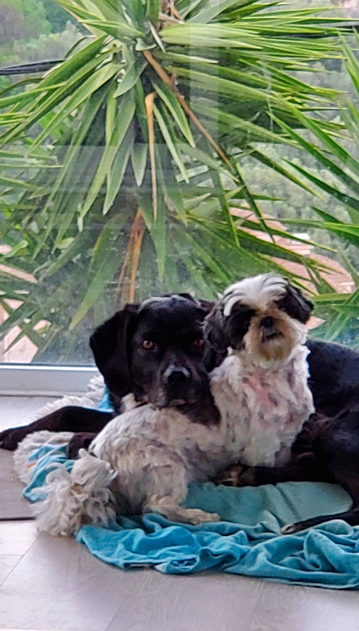 Pollux participe au concours pour gagner de l'argent avec cette photo : arecales, carnivore, companion_dog, conifer, dog, dog_breed, dog_supply, evergreen, fawn, fur, liver, palm_tree, pine, pine_family, sporting_group, terrestrial_animal, terrestrial_plant, tree, twig, working_animal