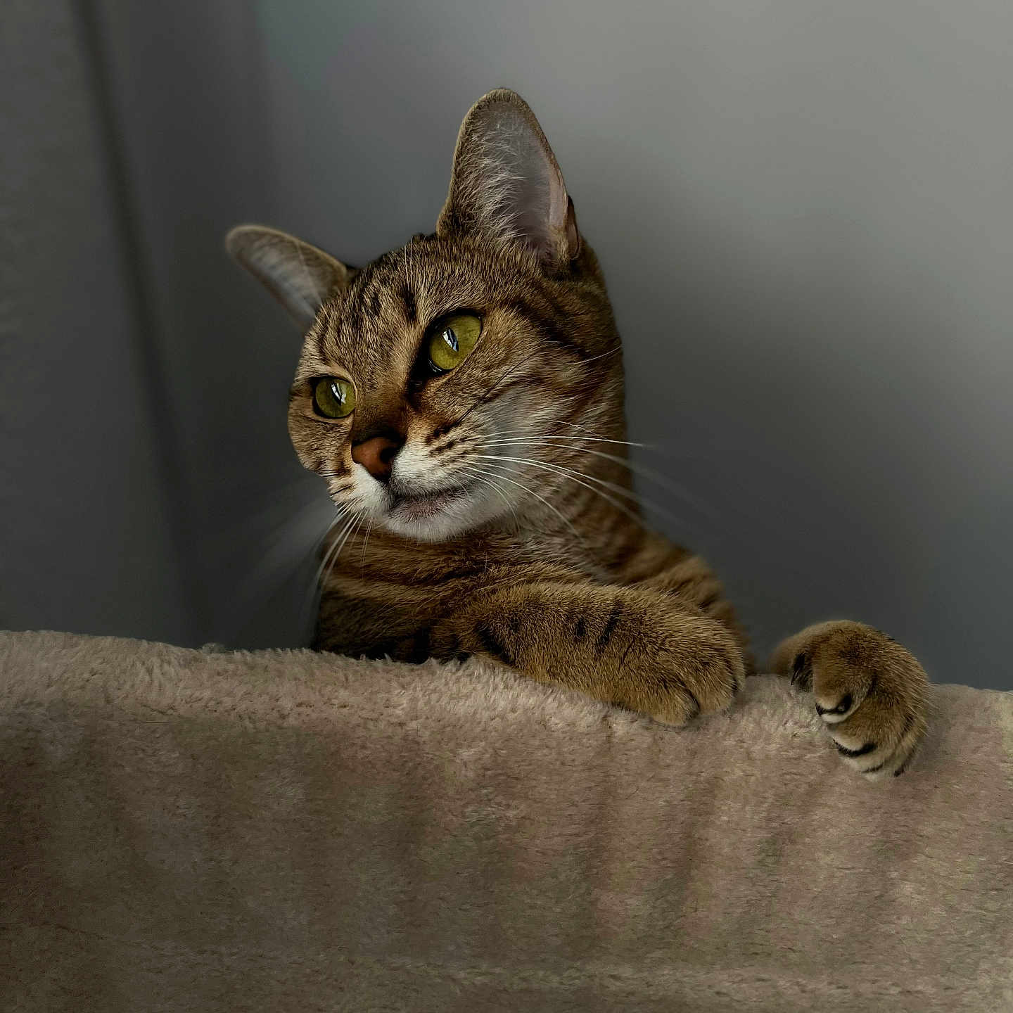 Isis a rejoint le concours — aidez-le/la à gagner de superbes lots ! alert, animal, blanket, cat, close_up, curious, cute, domestic_cat, ears, feline, gray_background, indoor, mammal, paws, pet, portrait, soft_texture, striped_fur, tabby_cat, whiskers