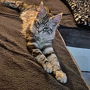 Abby participe au concours pour gagner de l'argent avec cette photo : bed, blanket, brown, cat, claws, cozy, ears, feline, fur, furniture, gray, indoor, pet, pillow, relaxed, resting, sleepy, stretching, striped, whiskers