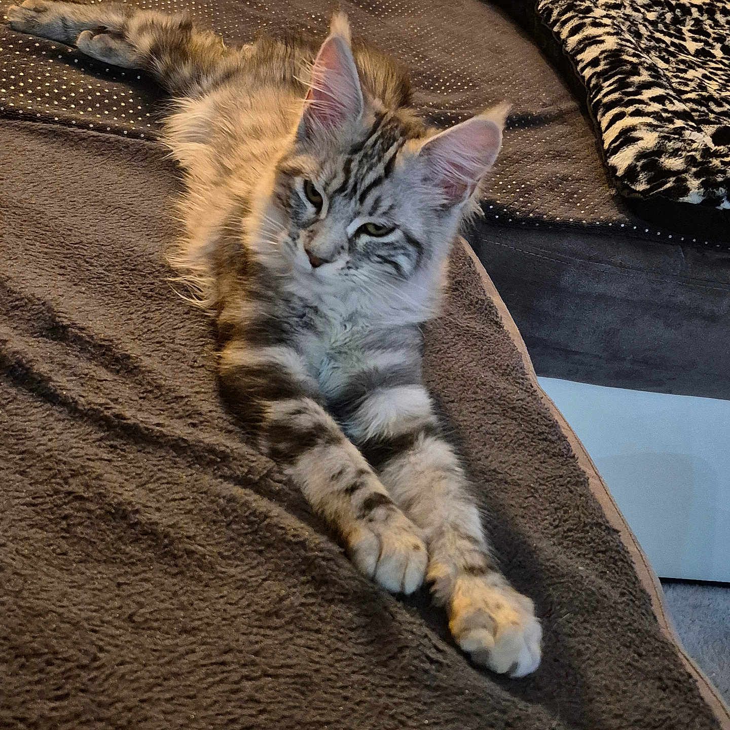 Abby participe au concours pour gagner de l'argent avec cette photo : bed, blanket, brown, cat, claws, cozy, ears, feline, fur, furniture, gray, indoor, pet, pillow, relaxed, resting, sleepy, stretching, striped, whiskers