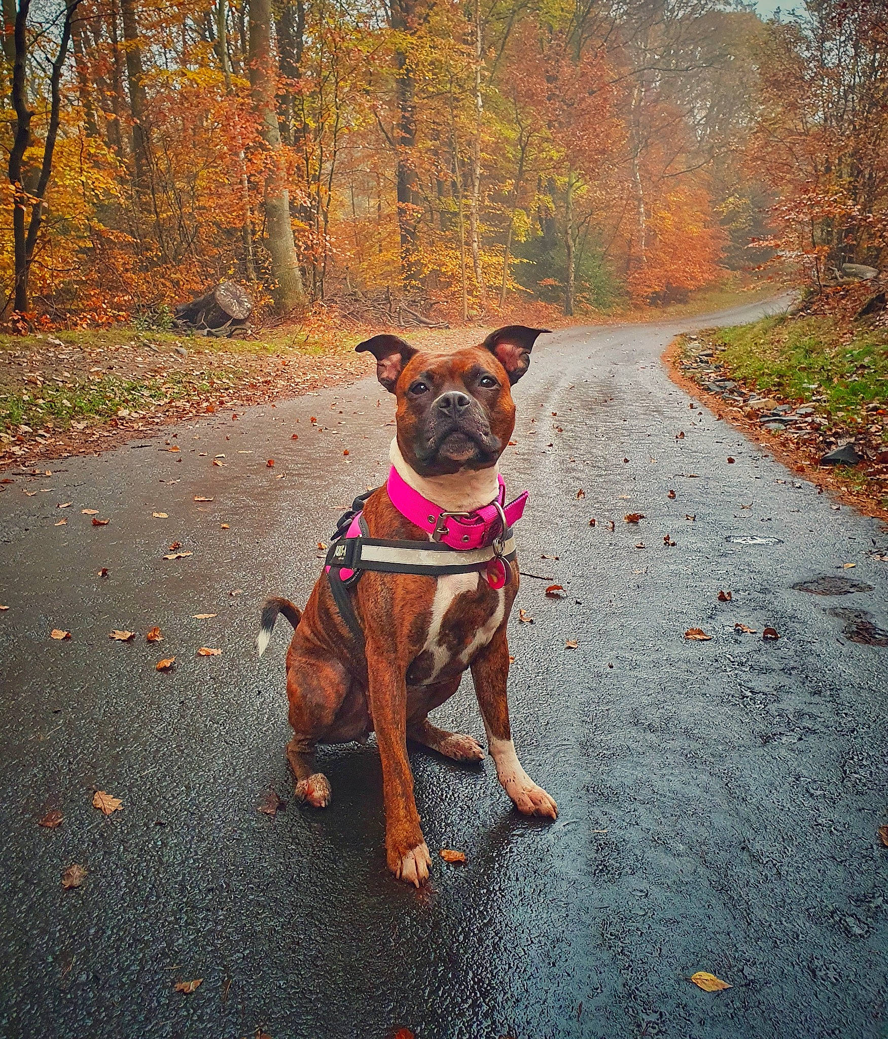 Suki joined the competition — help win amazing prizes! asphalt, carnivore, collar, companion_dog, dog, dog_breed, dog_clothes, dog_collar, dog_supply, fawn, leaf, leash, liver, pet_supply, plant, road_surface, sunlight, tree, wood, working_animal