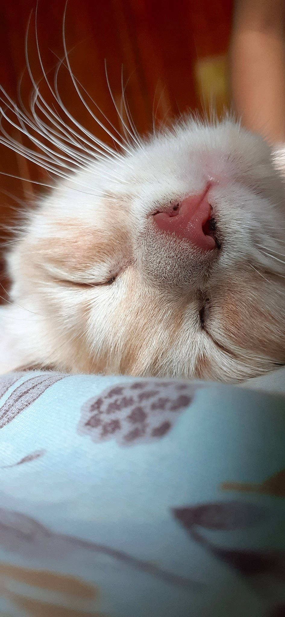 Cocotte participe au concours pour gagner de l'argent avec cette photo : carnivore, cat, close_up, colorpoint_shorthair, eye, fawn, felidae, fur, kitten, nose, paw, ragdoll, skin, small_to_medium_sized_cats, snout, turkish_angora, whiskers
