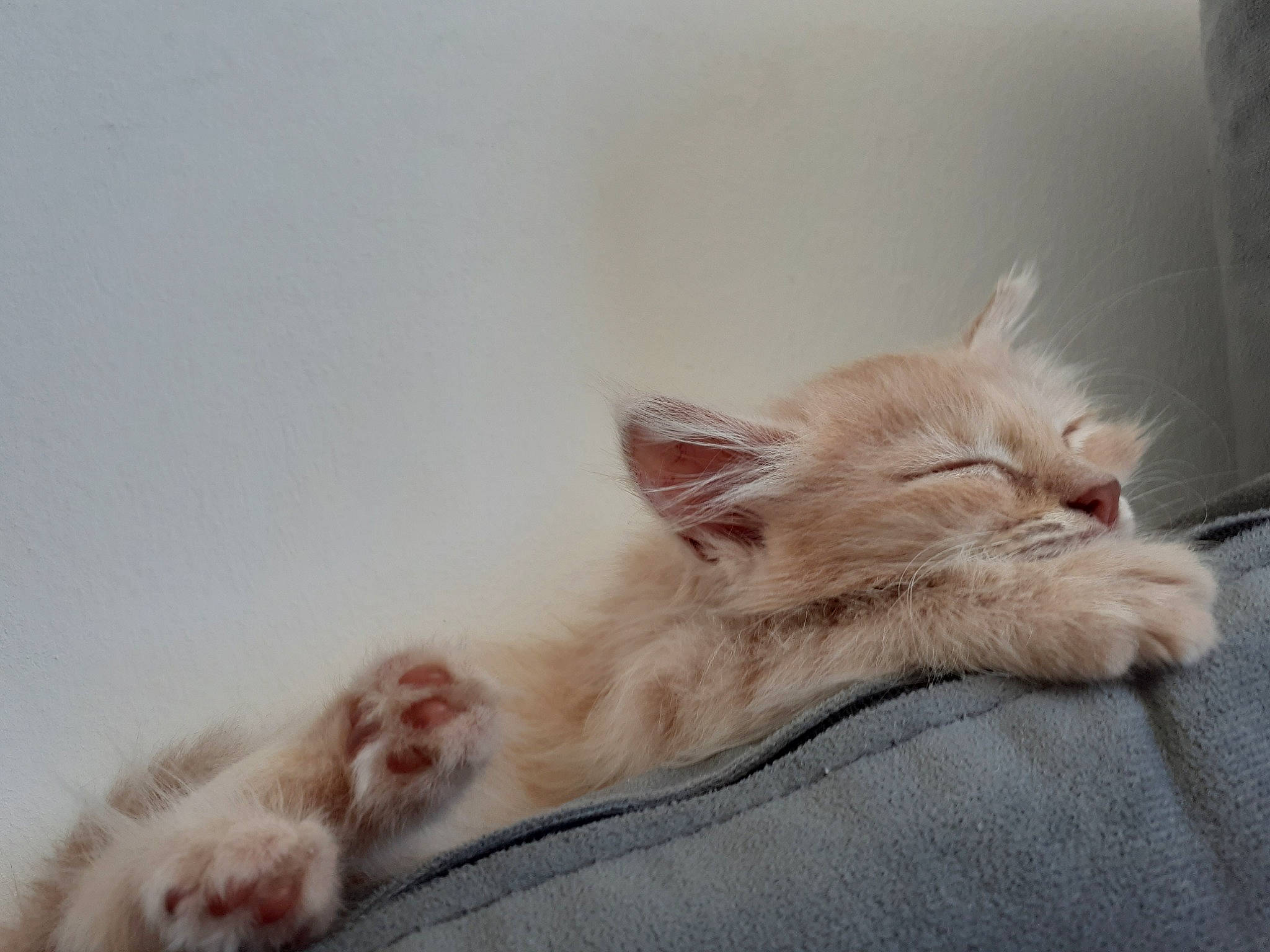 Cocotte participe au concours pour gagner de l'argent avec cette photo : carnivore, cat, ear, fawn, felidae, fur, kitten, maine_coon, mammal, nap, norwegian_forest_cat, paw, polydactyl_cat, ragamuffin, ragdoll, sleep, small_to_medium_sized_cats, turkish_angora, turkish_van, whiskers