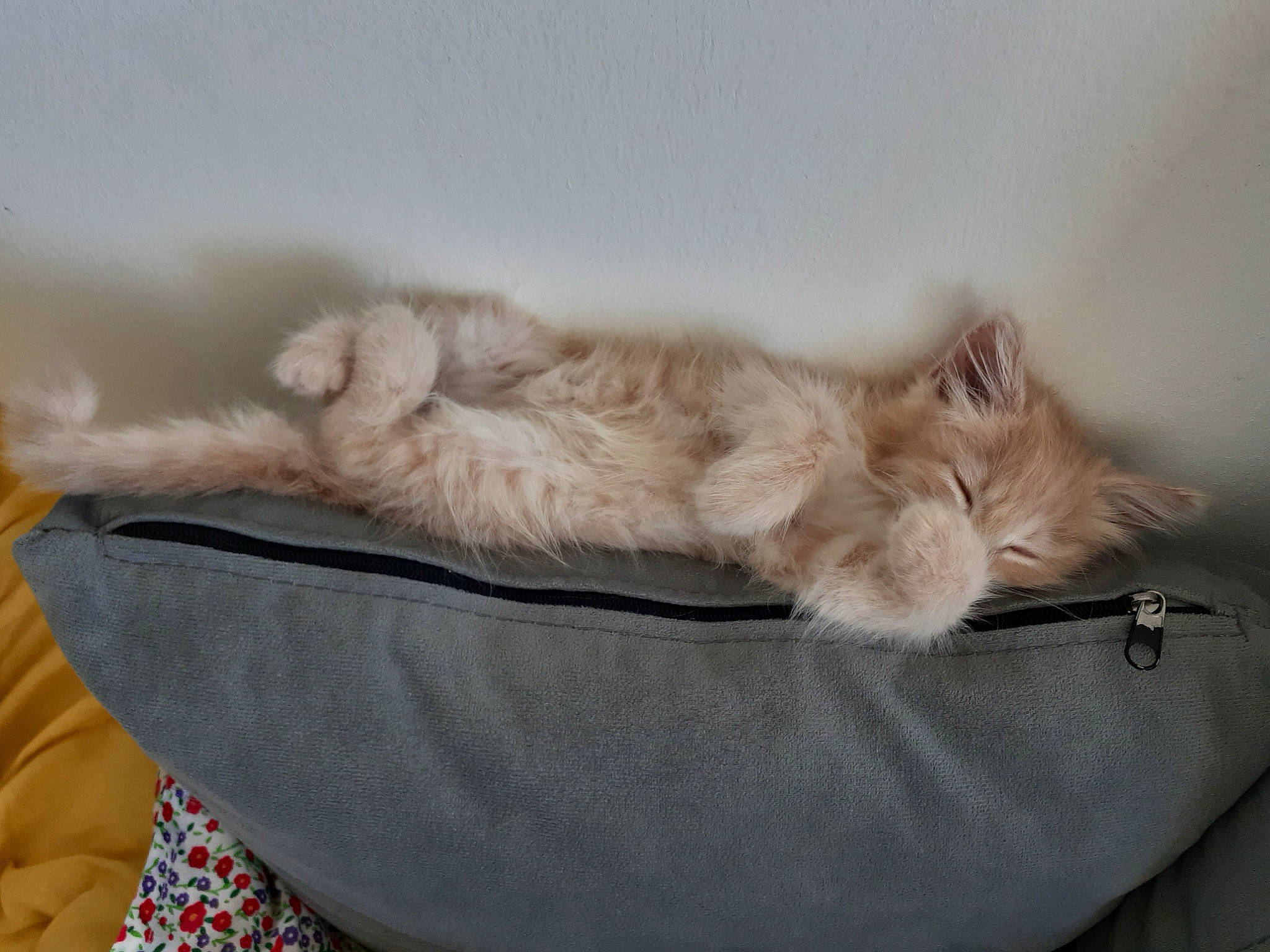 Cocotte participe au concours pour gagner de l'argent avec cette photo : british_longhair, british_semi_longhair, carnivore, cat, comfort, domestic_long_haired_cat, fawn, felidae, fur, kitten, nap, persian, ragamuffin, ragdoll, selkirk_rex, small_to_medium_sized_cats, tail, turkish_angora, whiskers