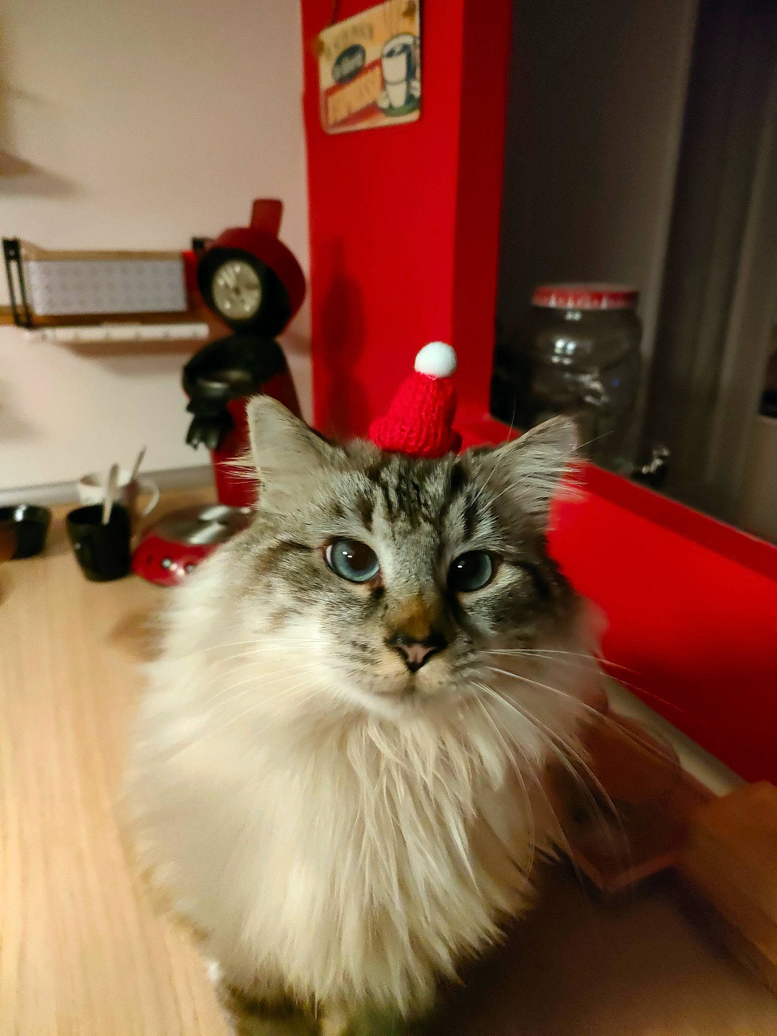 Chopper participe au concours pour gagner de l'argent avec cette photo : art, carnivore, cat, claw, domestic_short_haired_cat, door, eye, felidae, flooring, fur, hardwood, maine_coon, paw, picture_frame, plant, room, small_to_medium_sized_cats, snout, tail, whiskers