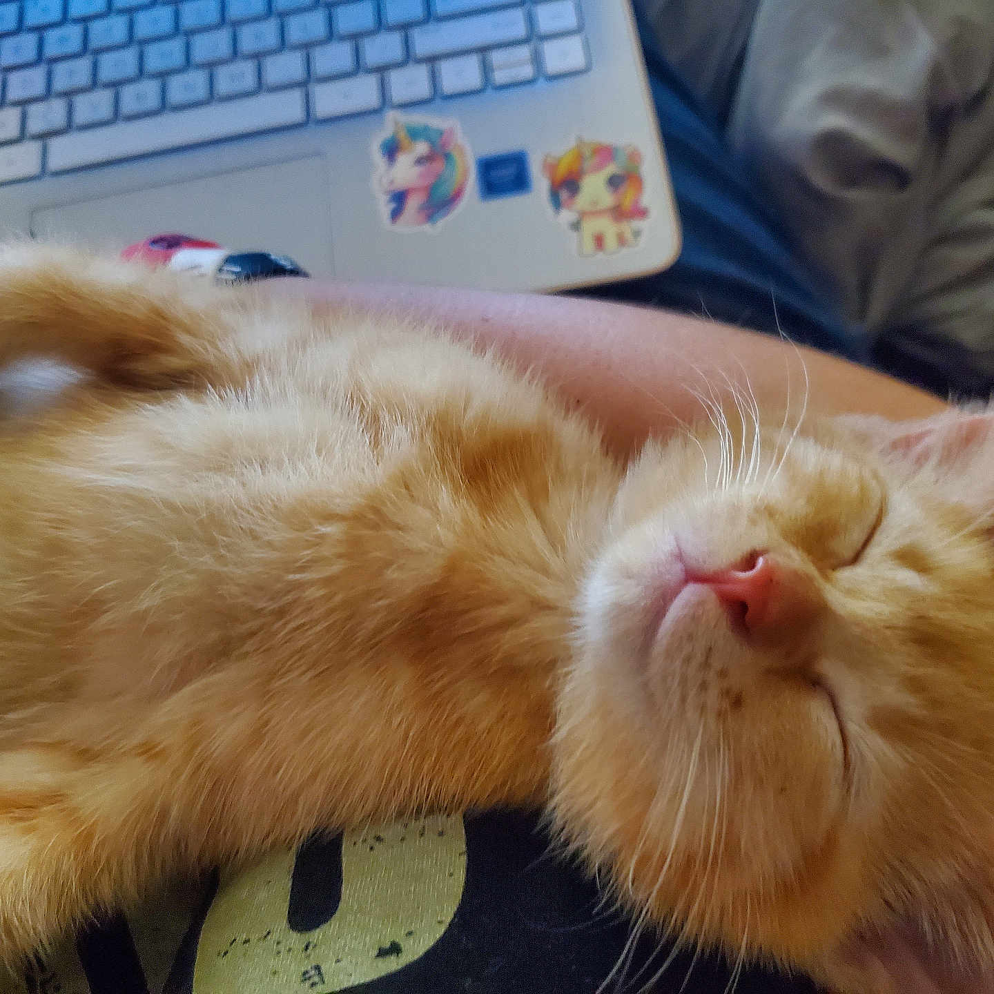 Himothy joined the competition — help win amazing prizes! arm, close_up, cozy, cute, domestic_cat, fur, indoor, keyboard, kitten, laptop, orange_cat, pet, pink_nose, relaxed, resting, sleeping, soft, stickers, unicorn, whiskers