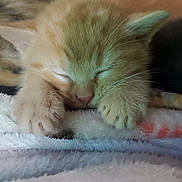 Himothy joined the competition — help win amazing prizes! kitten, sleeping, paw, ginger_cat, close_up, feline, cute, pet, fur, whiskers, cozy, blanket, resting, domestic_cat, animal, soft, young, adorable, nap, indoor