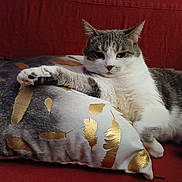 Sweety participe au concours pour gagner de l'argent avec cette photo : abyssinian, animal, bed, bedroom, blanket, cat, couch, cushion, egyptiancat, furniture, homedecor, indoors, kitten, manx, person, pet, pillow, quilt, room, sleeping