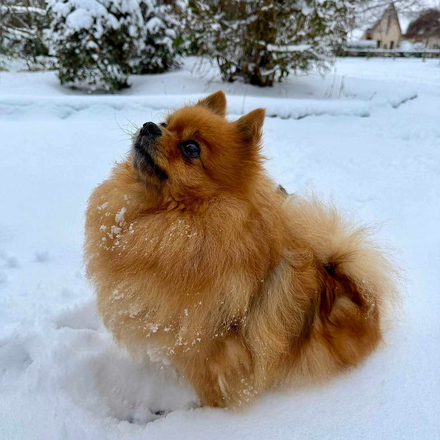 Olly a rejoint le concours — aidez-le/la à gagner de superbes lots ! dog, pomeranian, snow, winter, fluffy, pet, animal, outdoor, fur, small_dog, curious, nature, cold, snowy, tree, house, background, daylight, cute, portrait