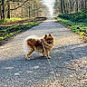 dog, leash, path, forest, trees, sunlight, outdoor, nature, walking, pet, canine, small_dog, fur, trail, greenery, daytime, animal, park, scenery, leafless_trees