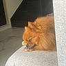 Olly participe au concours pour gagner de l'argent avec cette photo : dog, pomeranian, sleeping, couch, indoor, pet, fluffy, orange, cozy, resting, fur, animal, home, relaxation, furniture, canine, cute, small_dog, nap, quiet