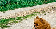 Olly a rejoint le concours — aidez-le/la à gagner de superbes lots ! dog, fluffy, brown, outdoor, nature, field, flowers, yellow_flowers, grass, dirt_path, sky, clouds, pet, leash, canine, summer, sunny, animal, cute, portrait