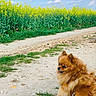 dog, fluffy, brown, outdoor, nature, field, flowers, yellow_flowers, grass, dirt_path, sky, clouds, pet, leash, canine, summer, sunny, animal, cute, portrait