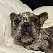 Stormy is registered to the contest to win money with this photo: dog, french_bulldog, close_up, pet, animal, laying_down, white_blanket, brown_eyes, cute, indoor, cozy, fur, snout, ears, portrait, resting, domestic_animal, companion, bed, relaxed