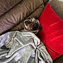 Stormy is registered to the contest to win money with this photo: dog, couch, blanket, pillow, brown, red, gray, indoor, pet, snuggled, cozy, fur, animal, resting, looking, comfort, soft, home, relaxed, wrapped