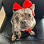 Stormy is registered to the contest to win money with this photo: dog, french_bulldog, red_bow, pet, animal, leather_chair, indoor, cute, looking_up, brindle_coat, sitting, small_dog, adorable, black_chair, floor_tiles, closeup, portrait, domestic_animal, expression, headwear