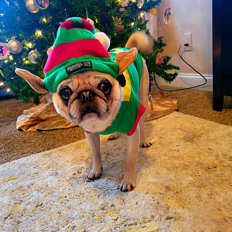 Jimmy is registered to the contest to win money with this photo: animal, carpet, christmas_tree, costume, curious, cute, decorations, dog, ears, elf_hat, festive, fur, holiday, indoor, living_room, pet, pug, small_dog, tail, window