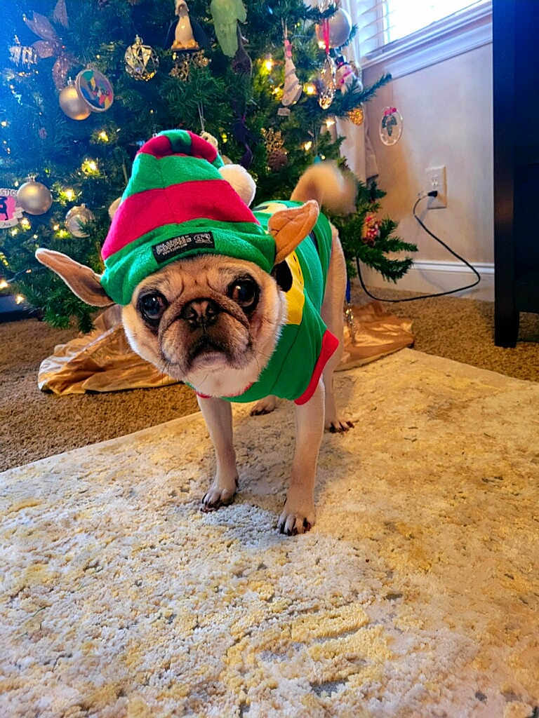 Jimmy is registered to the contest to win money with this photo: dog, pug, costume, elf_hat, christmas_tree, holiday, decorations, carpet, indoor, pet, cute, festive, animal, small_dog, ears, tail, fur, living_room, window, curious