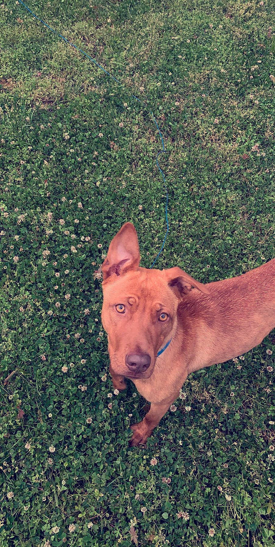 Bella joined the competition — help win amazing prizes! american_pit_bull_terrier, canidae, carnivore, dog, dog_breed, ear, fawn, grass, mammal, non_sporting_group, pit_bull, plant, rare_breed_dog, rhodesian_ridgeback, snout, sporting_group