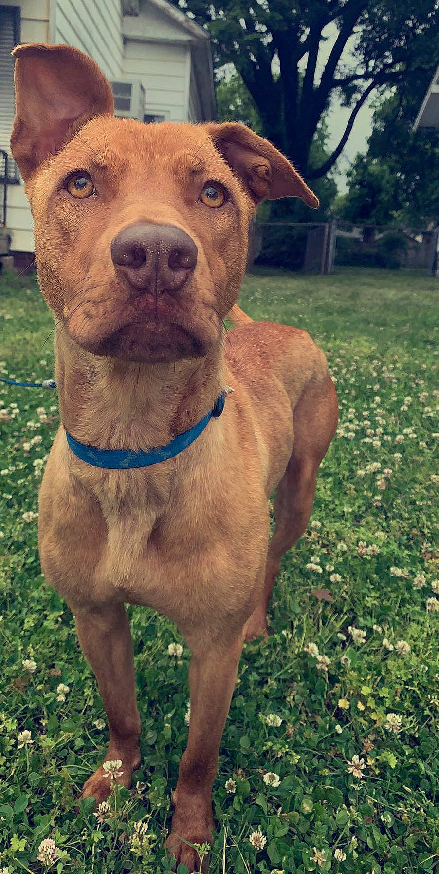 Bella is registered to the contest to win money with this photo: alaunt, american_pit_bull_terrier, american_staffordshire_terrier, ancient_dog_breeds, canidae, canis_panther, carnivore, catahoula_bulldog, cimarron_uruguayo, dog, dog_breed, fawn, mammal, mountain_cur, non_sporting_group, pit_bull, rare_breed_dog, snout, vertebrate