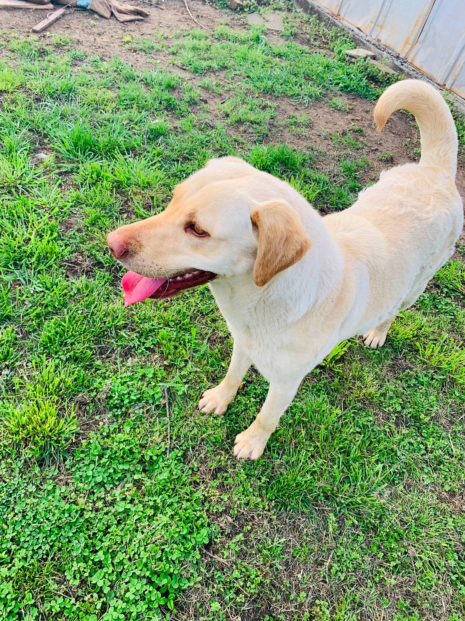 Bailey is registered to the contest to win money with this photo: canidae, carnivore, companion_dog, dog, dog_breed, fawn, golden_retriever, grass, labrador_retriever, mammal, puppy, retriever, snout, sporting_group, tail, tree