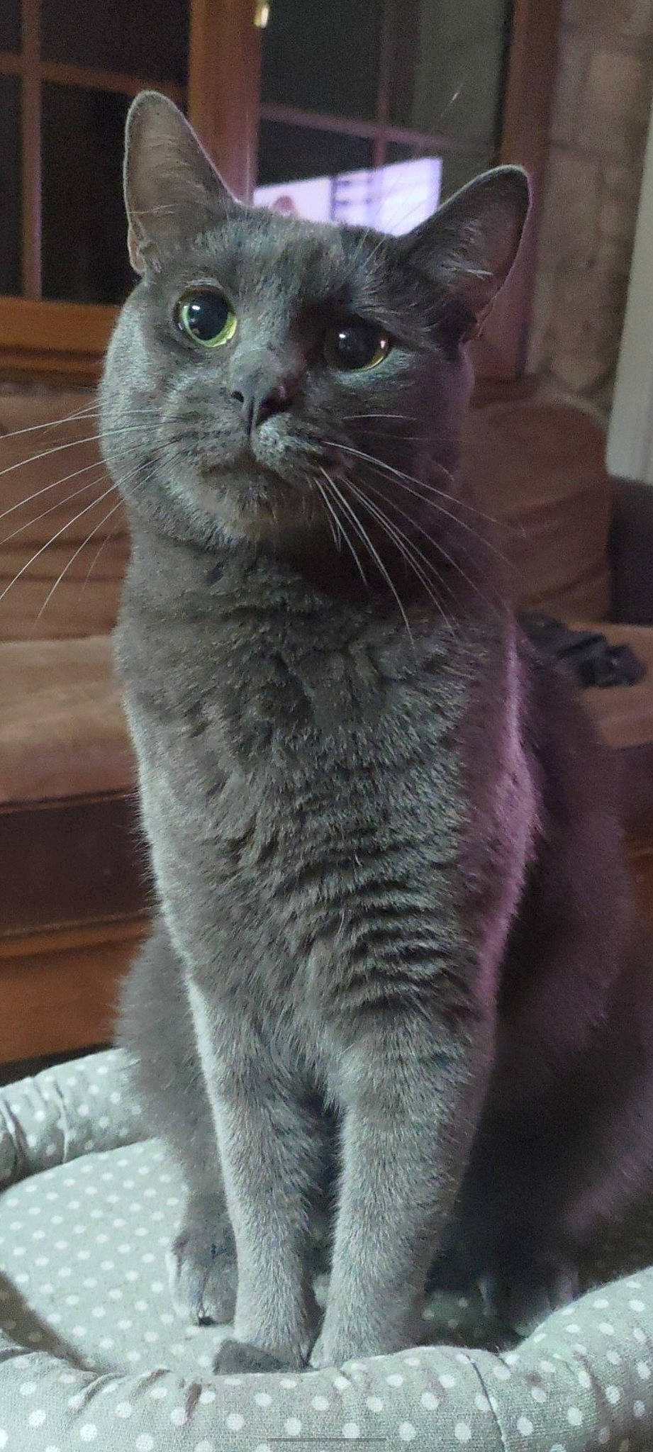 Rory participe au concours pour gagner de l'argent avec cette photo : carnivore, cat, domestic_short_haired_cat, eye, felidae, fur, grey, small_to_medium_sized_cats, tail, terrestrial_animal, whiskers, window