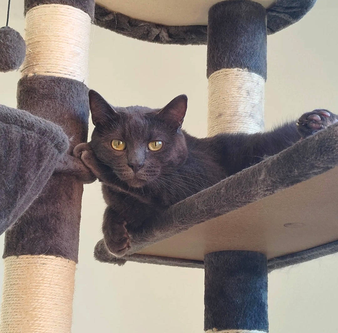 Rory a rejoint le concours — aidez-le/la à gagner de superbes lots ! black_cat, carnivore, cat, cat_supply, chair, comfort, domestic_short_haired_cat, felidae, fur, grey, mammal, sitting, sleeve, small_to_medium_sized_cats, snout, tail, tree, vertebrate, whiskers, wood