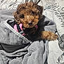 Lola joined the competition — help win amazing prizes! dog, puppy, poodle, brown_fur, curly_fur, blanket, bedding, towel, bed, harness, pink_harness, close_up, portrait, pet, indoor, cozy, paw, nose, eyes, snout