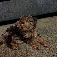 Lola is registered to the contest to win money with this photo: dog, puppy, carpet, sofa, brown, curly_fur, pet, indoor, cute, portrait, floor, furniture, laying, looking_at_camera, eyes, whiskers, small_animal, texture, relaxed, companion