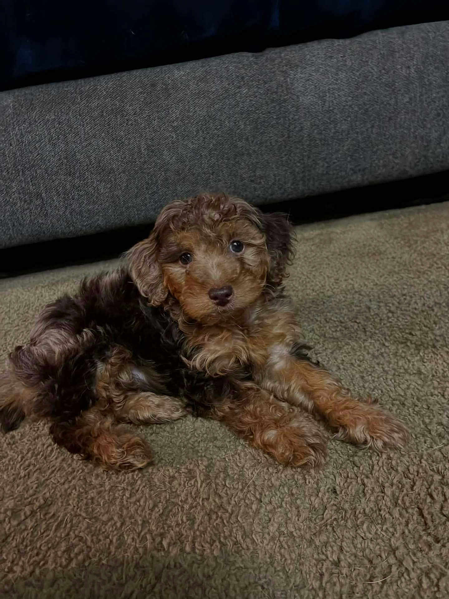 Lola is registered to the contest to win money with this photo: dog, puppy, carpet, sofa, brown, curly_fur, pet, indoor, cute, portrait, floor, furniture, laying, looking_at_camera, eyes, whiskers, small_animal, texture, relaxed, companion