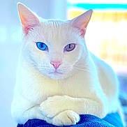 Bowie is registered to the contest to win money with this photo: amber_eye, animal, background_blur, blue_eye, cat, close_up, cute, domestic_cat, ears, feline, fur, heterochromia, indoor, paws, pet, portrait, resting, soft_light, whiskers, white_cat