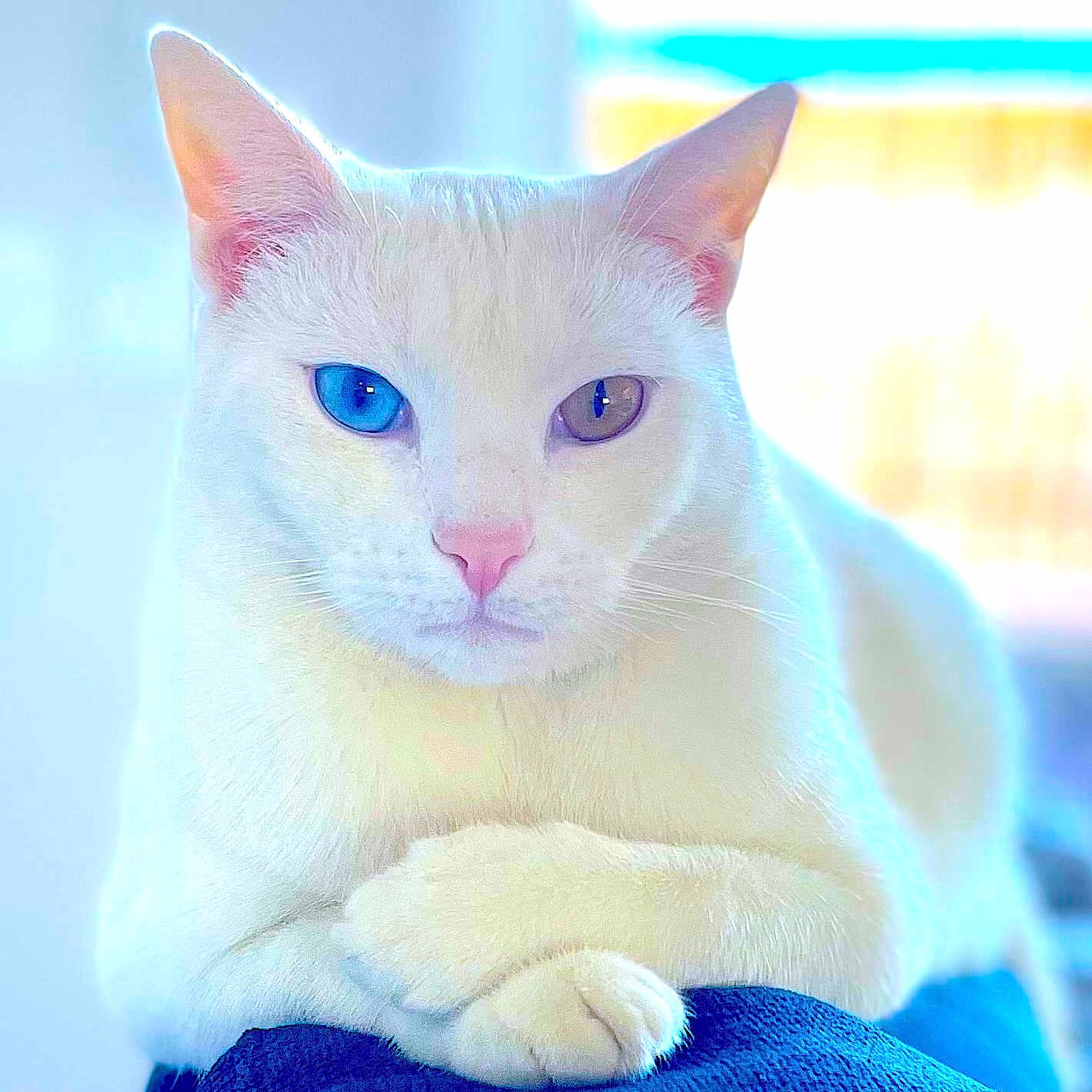 Bowie