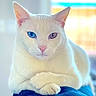 Bowie is registered to the contest to win money with this photo: amber_eye, animal, blue_eye, cat, close_up, cute, domestic_cat, ears, feline, fluffy, heterochromia, indoor, nose, paws, pet, portrait, relaxed, soft_light, whiskers, white_cat