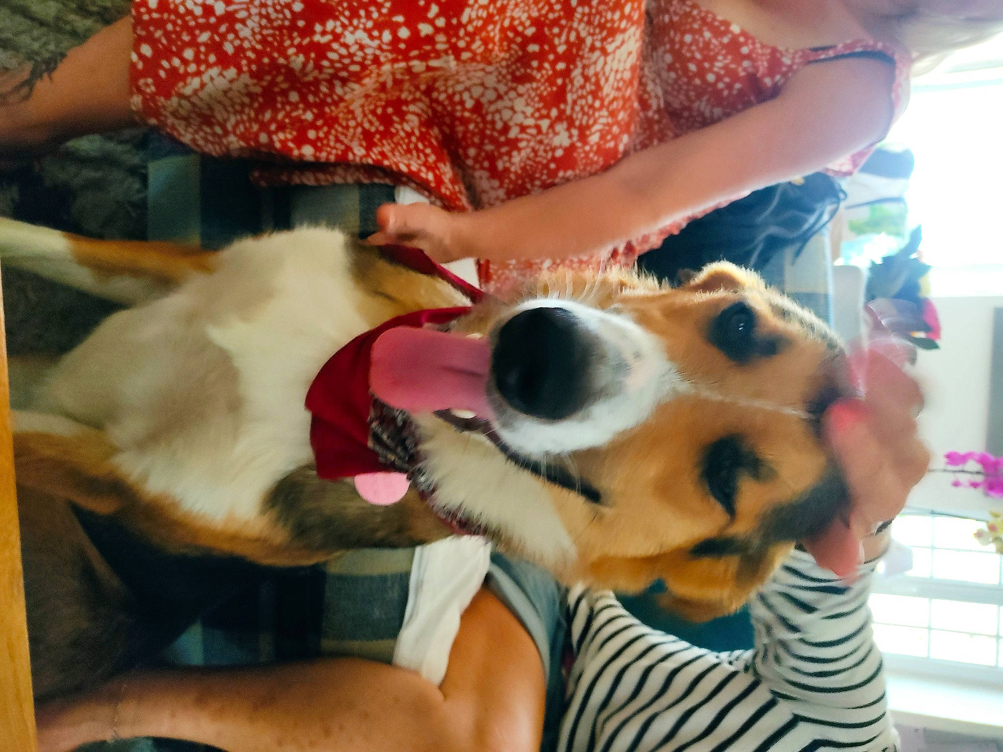 Eliott participe au concours pour gagner de l'argent avec cette photo : arm, canidae, carnivore, chair, comfort, companion_dog, dog, dog_breed, dog_supply, fawn, fun, fur, houseplant, lap, pattern, plant, puppy, sporting_group, wrist