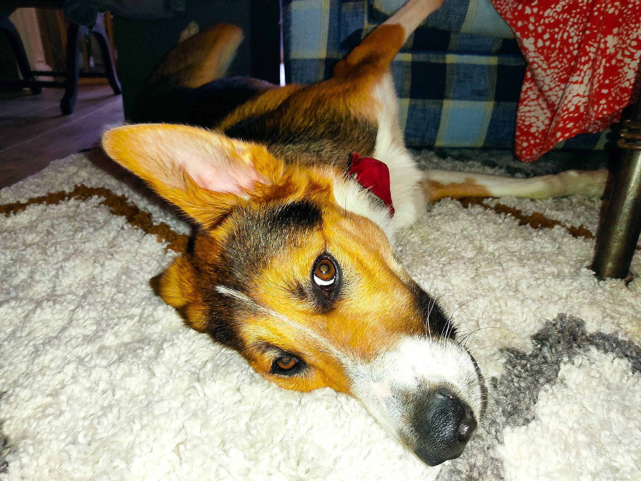 Eliott participe au concours pour gagner de l'argent avec cette photo : canidae, carnivore, chair, companion_dog, dog, dog_breed, dog_supply, fawn, fur, paw, snout, sporting_group, tail, terrestrial_animal, whiskers, wildlife, working_dog