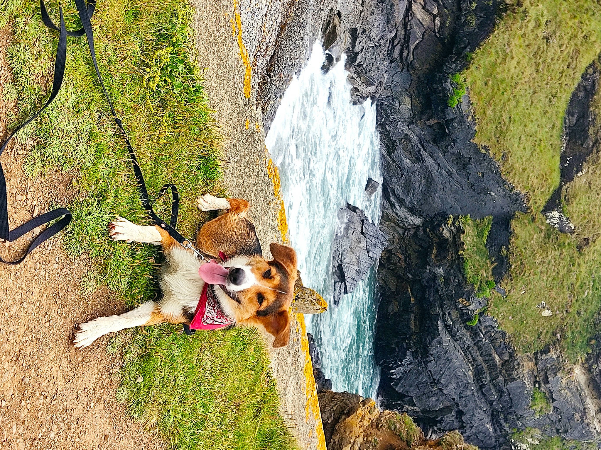 Eliott a rejoint le concours — aidez-le/la à gagner de superbes lots ! adventure, bedrock, carnivore, dog, dog_breed, extreme_sport, fawn, grass, landscape, leash, leisure, organism, plant, recreation, soil, sporting_group, tail, tree, trunk, wood