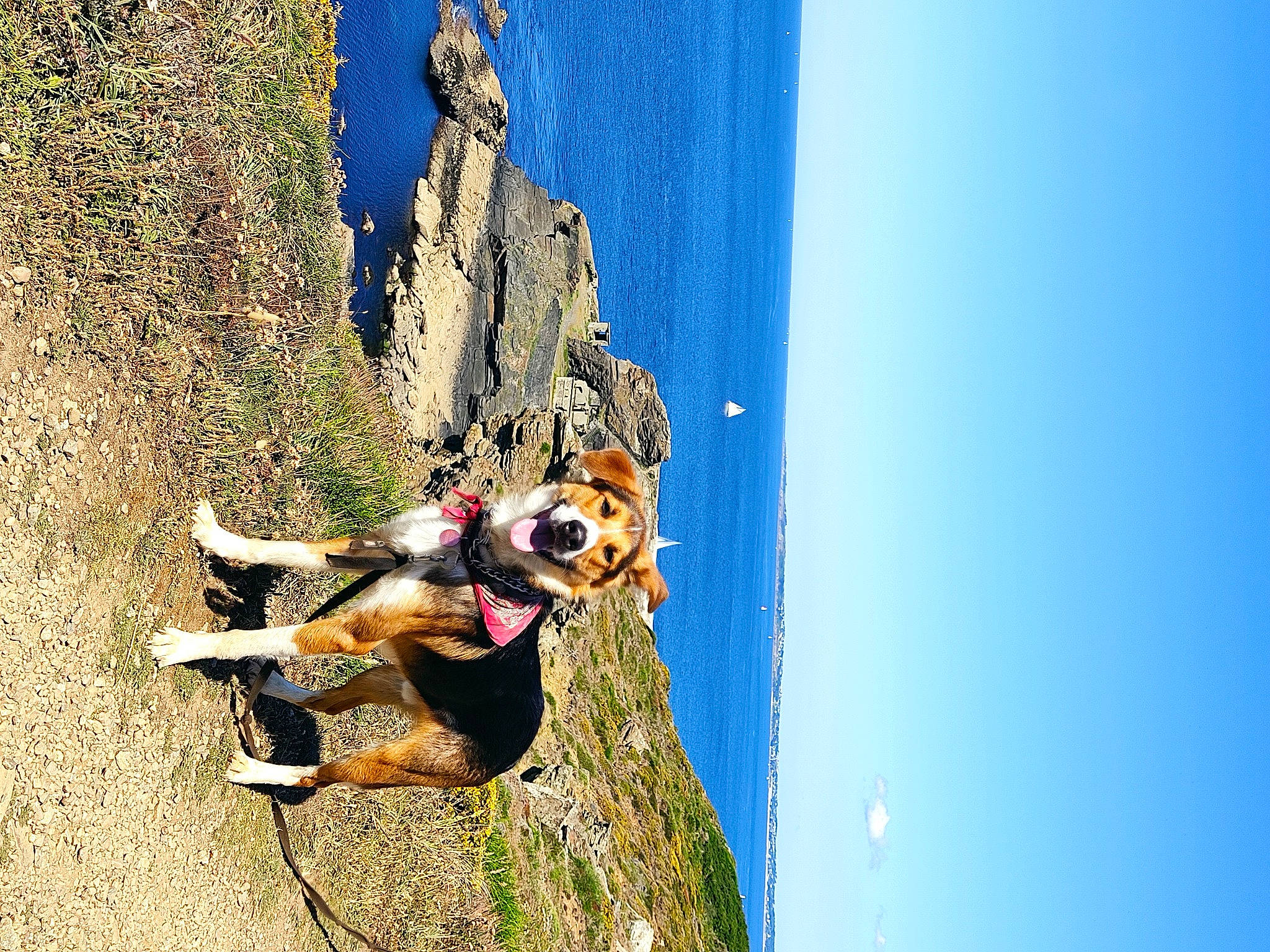 Eliott a rejoint le concours — aidez-le/la à gagner de superbes lots ! adventure, air_sports, canidae, carnivore, dog, extreme_sport, fun, happy, jumping, leisure, people_in_nature, plant, recreation, sky, sport_climbing, sporting_group, tree, trunk, water, wood