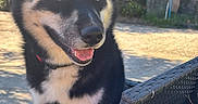 Koda participe au concours pour gagner de l'argent avec cette photo : dog, outdoor, sunlight, chair, black_and_tan, pet, happy, smiling, fence, trees, nature, animal, canine, seat, sunny, portrait, ears, tongue, collar, grass