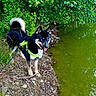 dog, canine, black_dog, tan_markings, harness, leash, pond, water, greenery, bushes, outdoor, nature, grass, rocks, earth, pet, animal, standing, daylight, playful