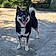 Koda
