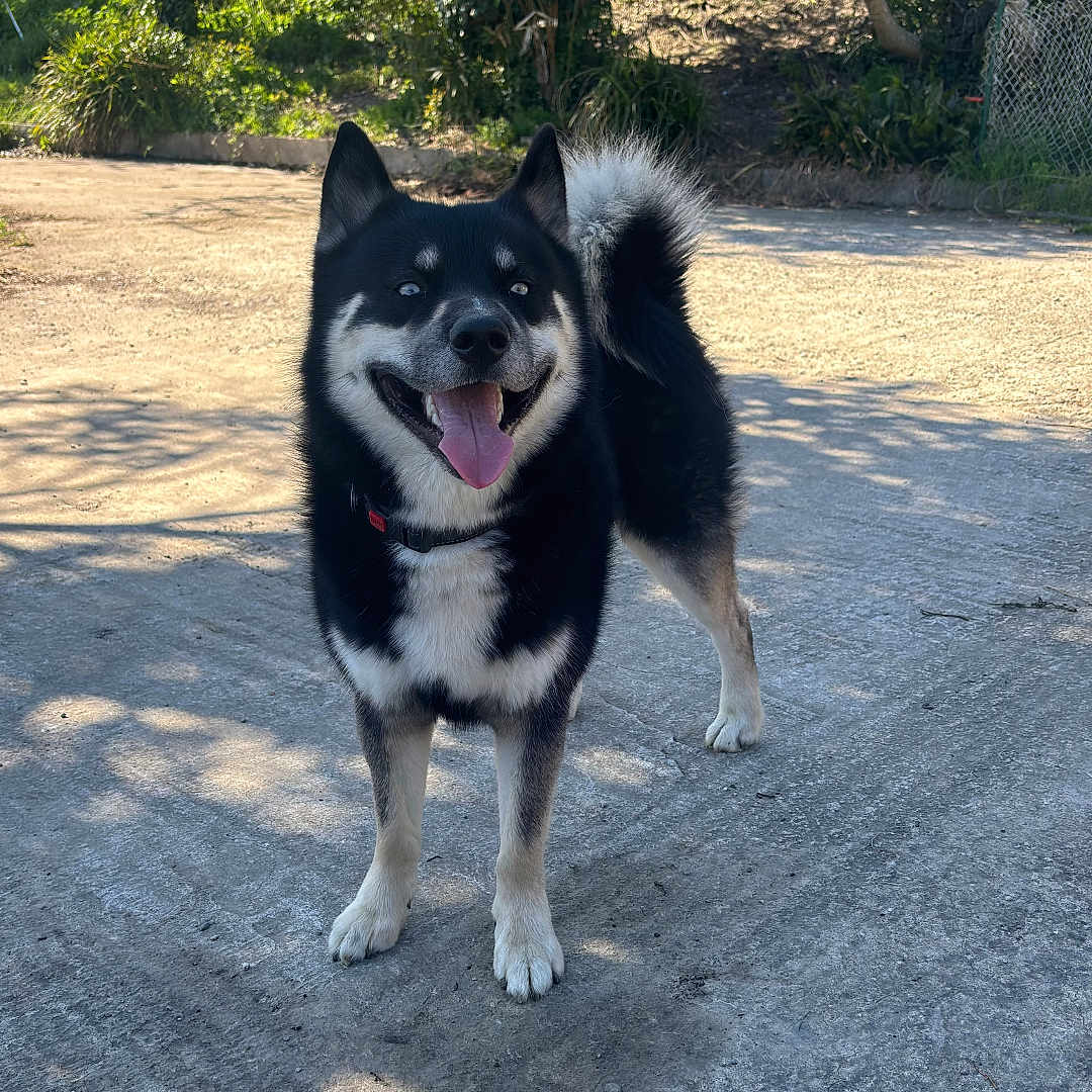 Koda